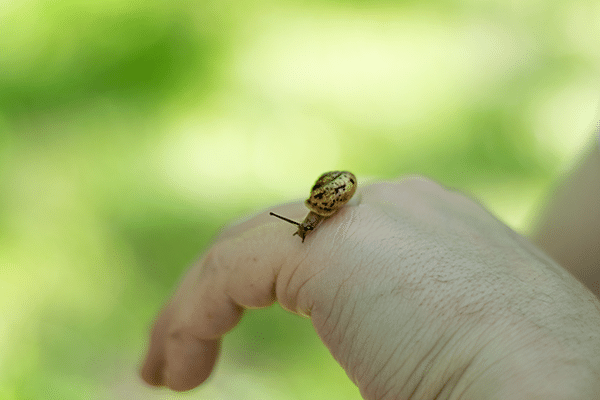 A snail on someones hand