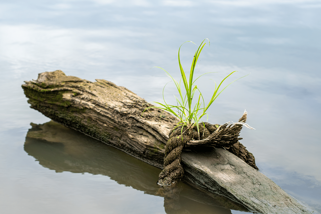 A plant growing despite harsh conditions